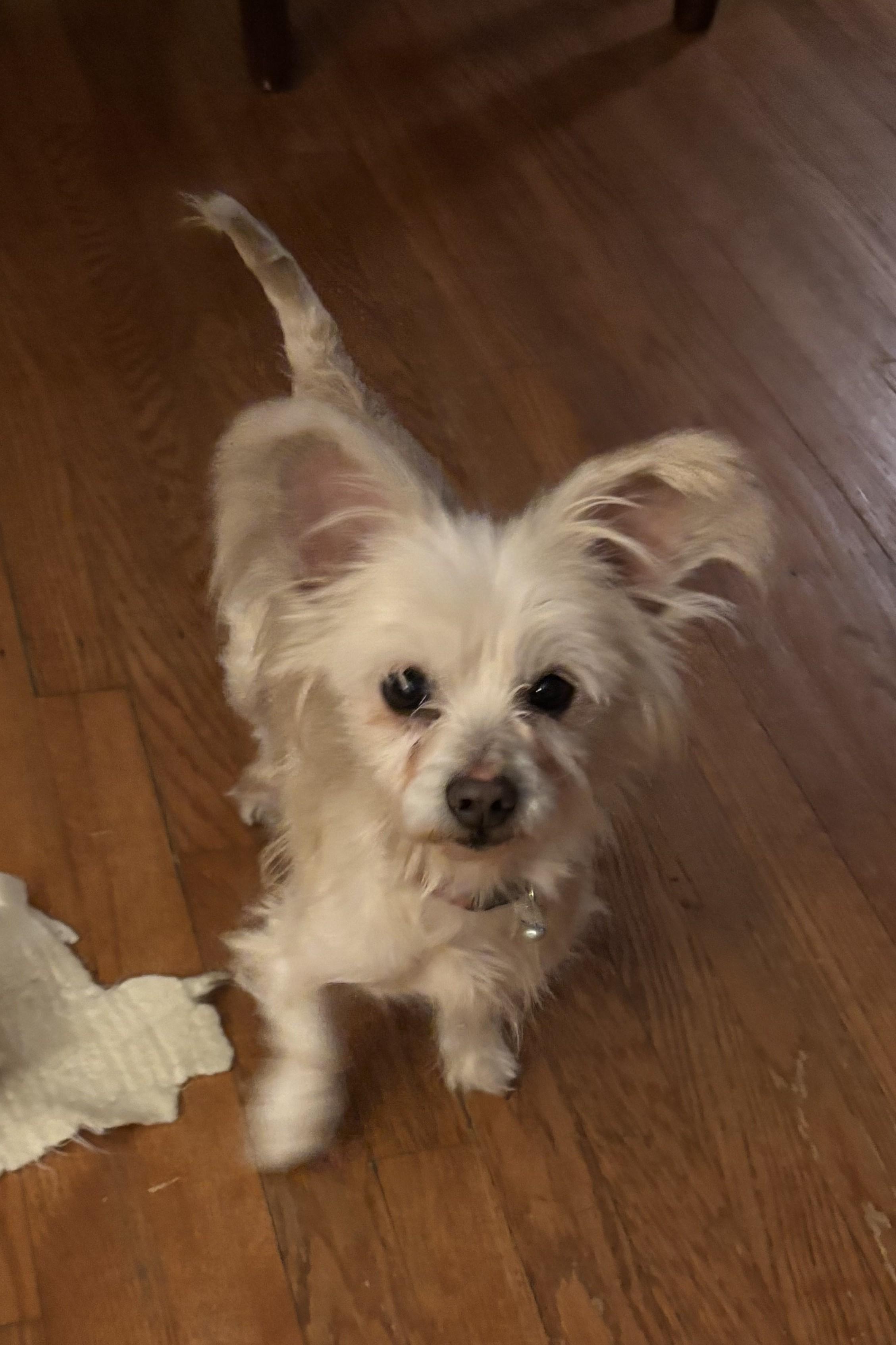 Enlarge Baby Girl, a Adoptable mixed breed in Falls Church, VA image 3/4