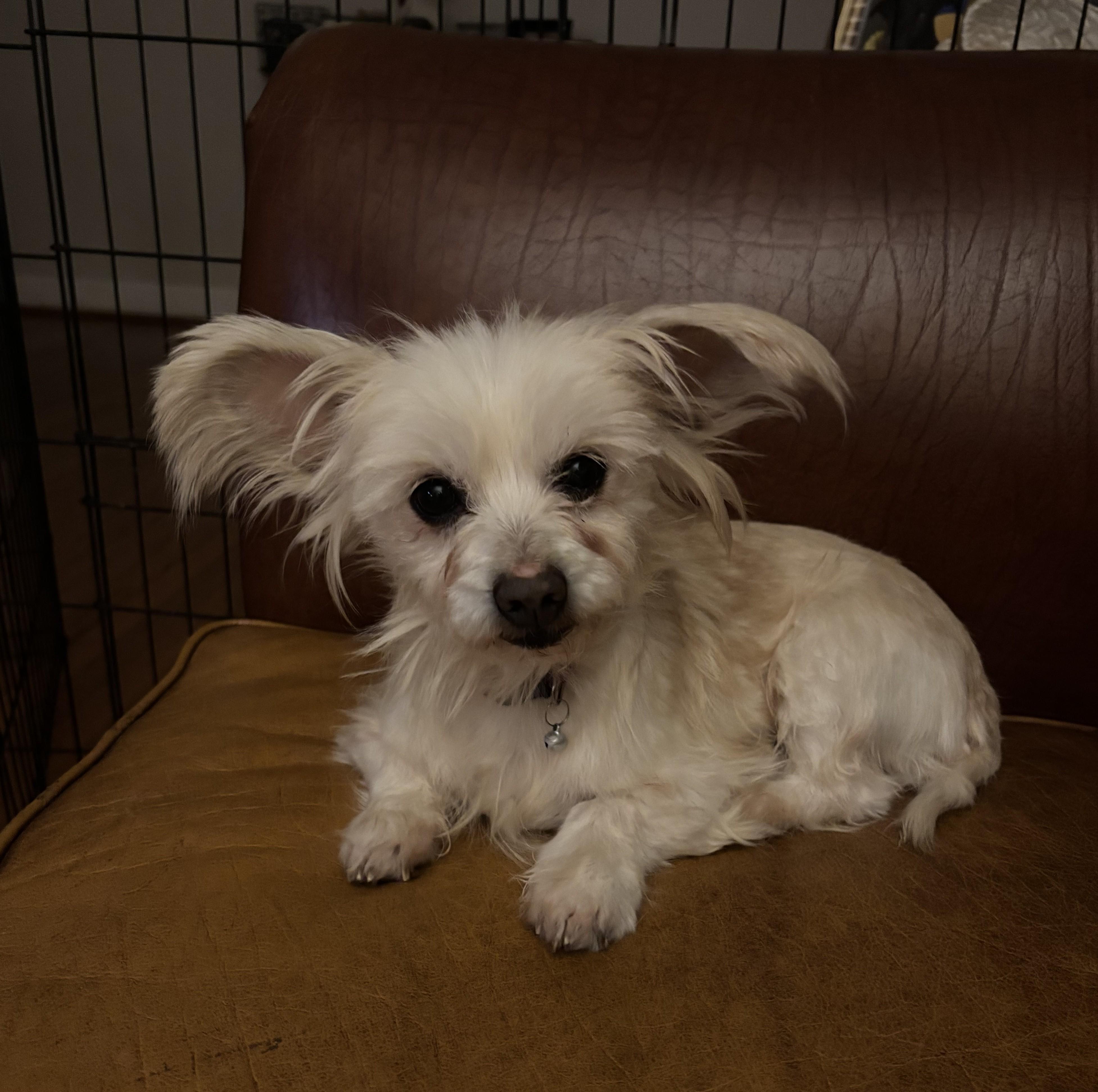 Baby Girl, an adopted mixed breed in Falls Church, VA image 1/6