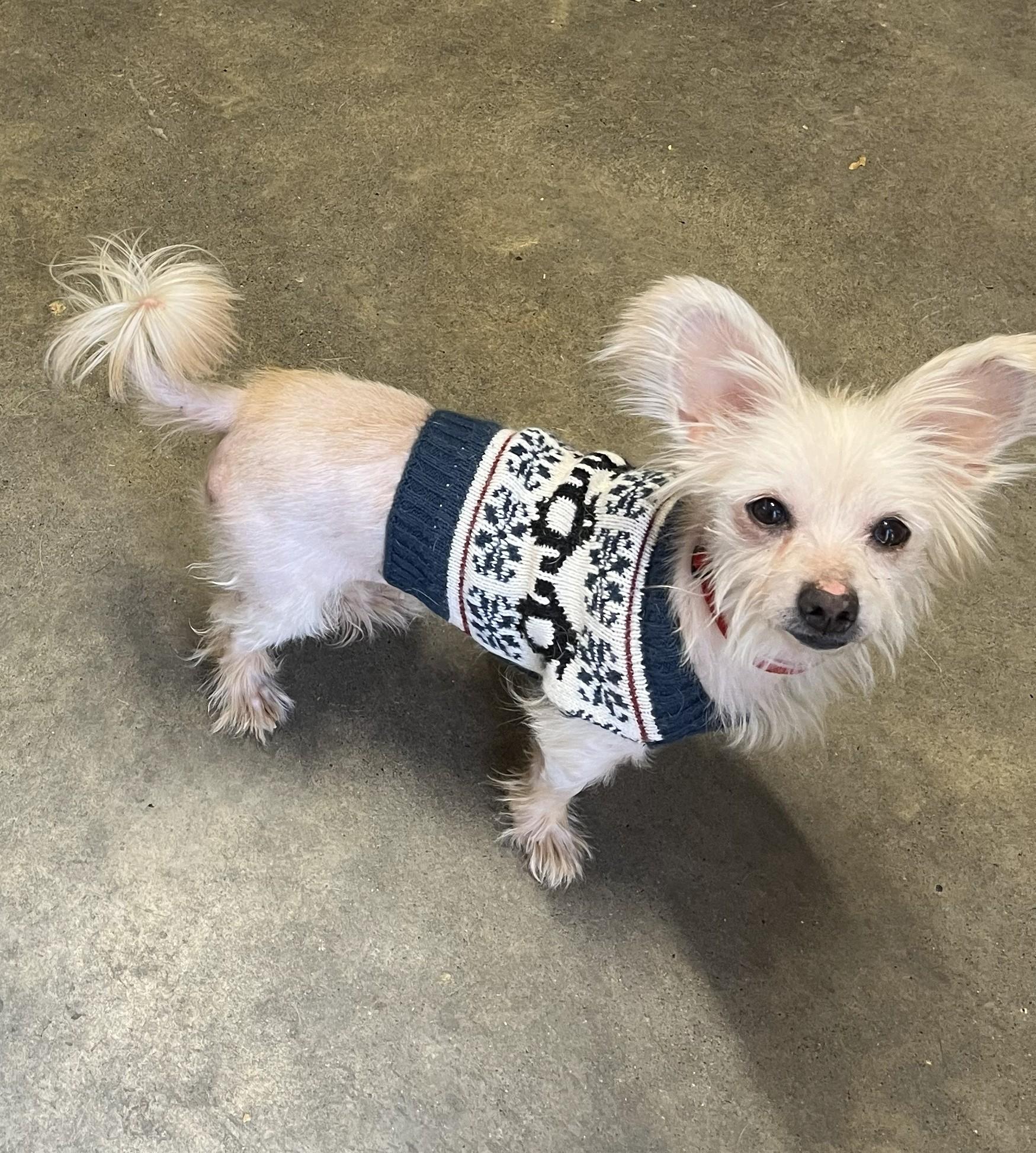 Enlarge Baby Girl, a Adoptable mixed breed in Falls Church, VA image 2/4