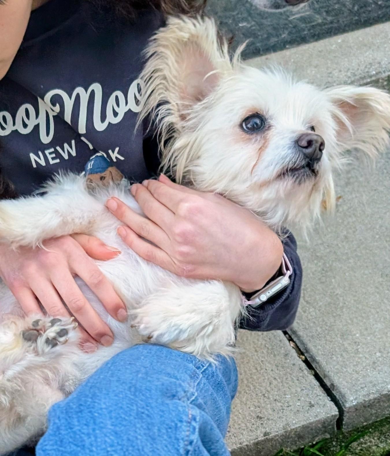 Enlarge Baby Girl, a Adoptable mixed breed in Falls Church, VA image 1/4