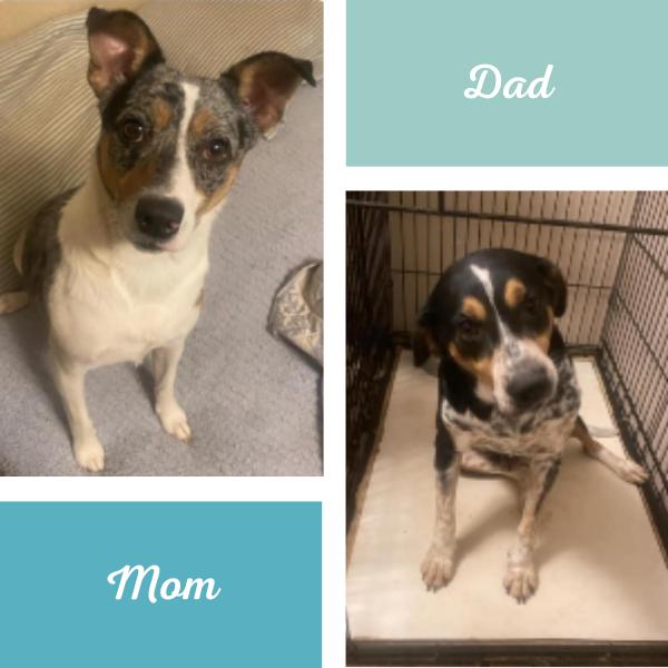 Lester - Good Boy! - AVL transport