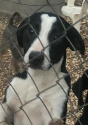 Lester - Good Boy! - AVL transport