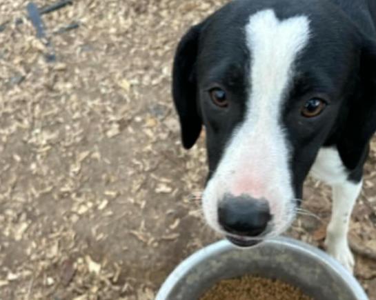 Lester - Good Boy! - AVL transport