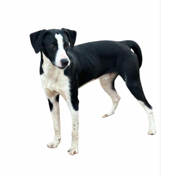 Lester - Good Boy! - AVL transport