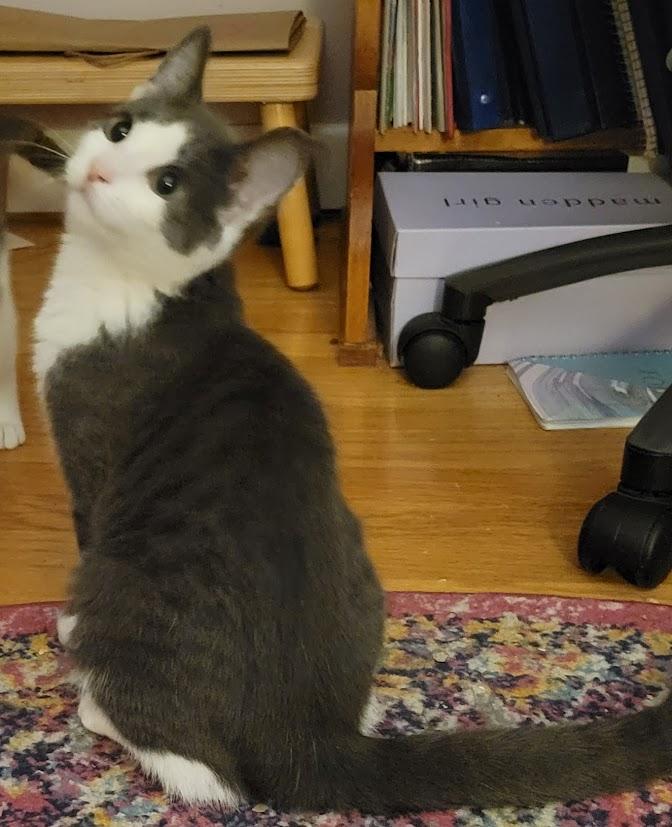 Enlarge Buzz, a Adoptable Domestic Short Hair in Syracuse, NY image 2/4