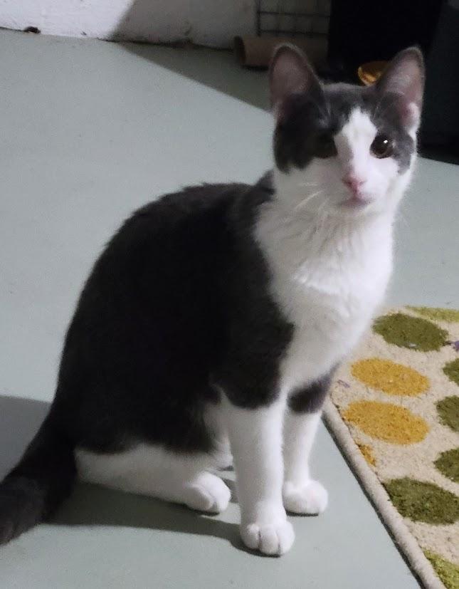 Enlarge Buzz, a Adoptable Domestic Short Hair in Syracuse, NY image 4/4