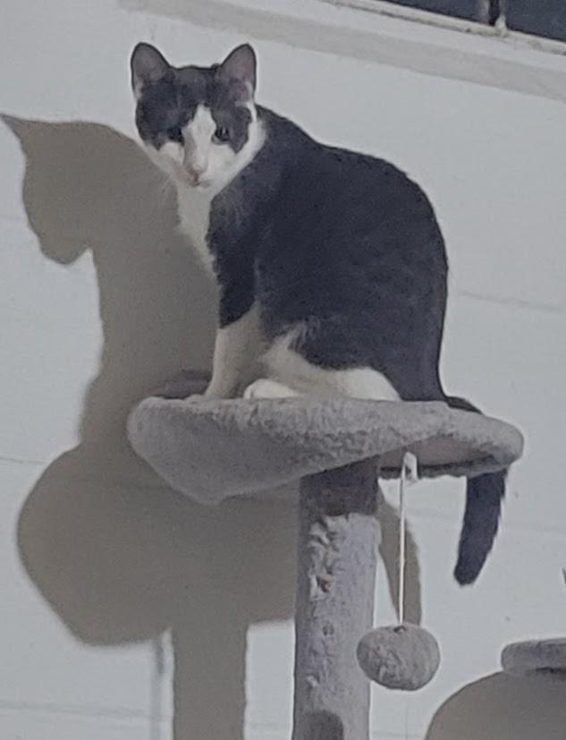 Enlarge Buzz, a Adoptable Domestic Short Hair in Syracuse, NY image 3/4