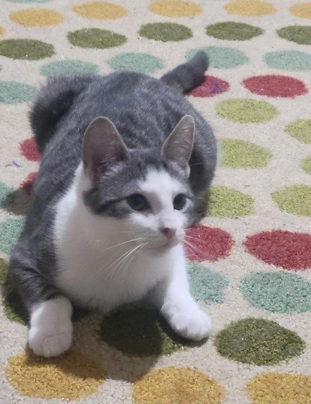 Buzz, Adoptable, Kitten Male Domestic Short Hair.