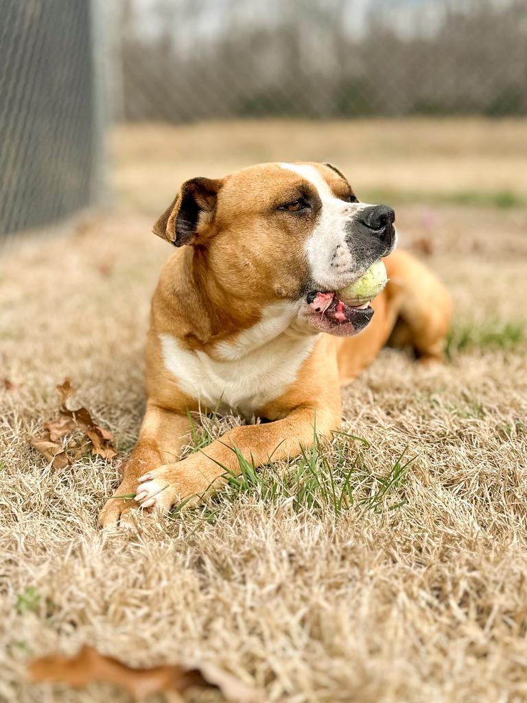 Hercules, Adoptable, Adult Male American Staffordshire Terrier & American Bulldog.