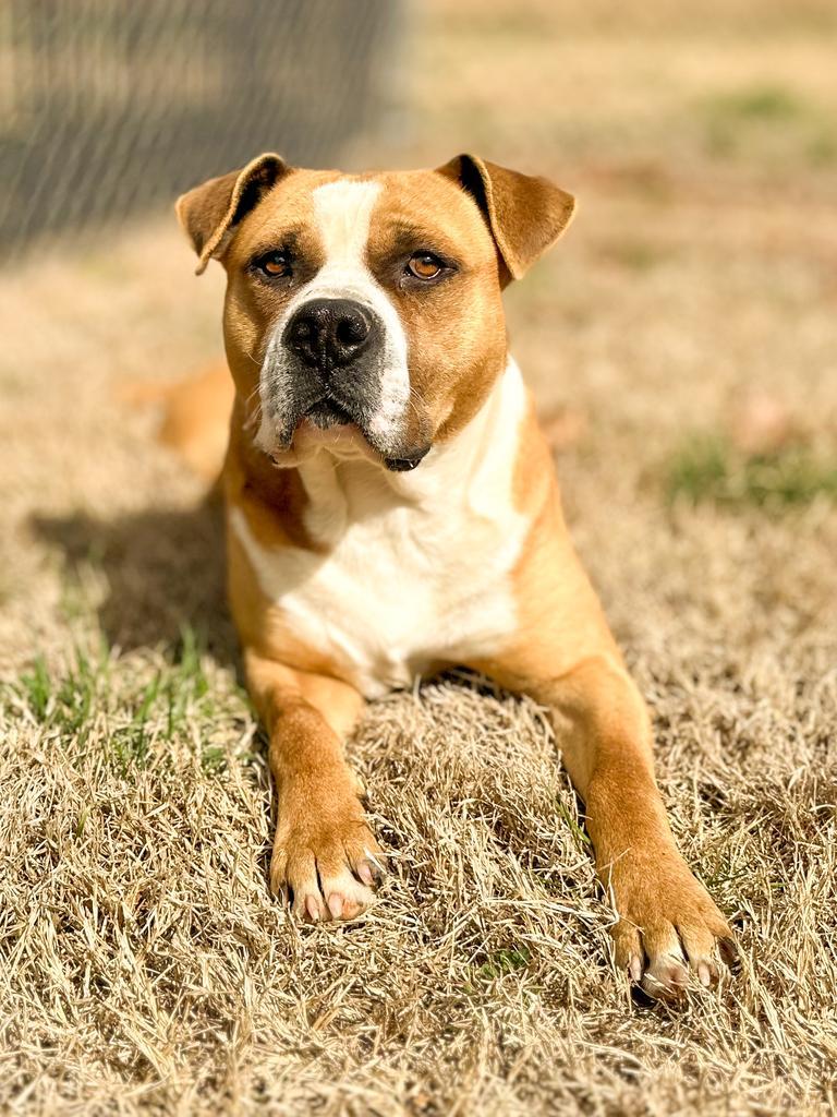 Enlarge Hercules, a Adoptable mixed breed in Springfield, TN image 2/6