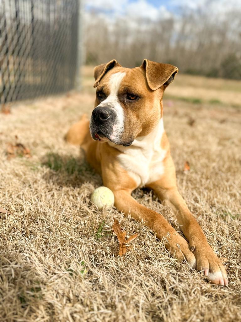 Enlarge Hercules, a Adoptable mixed breed in Springfield, TN image 3/6