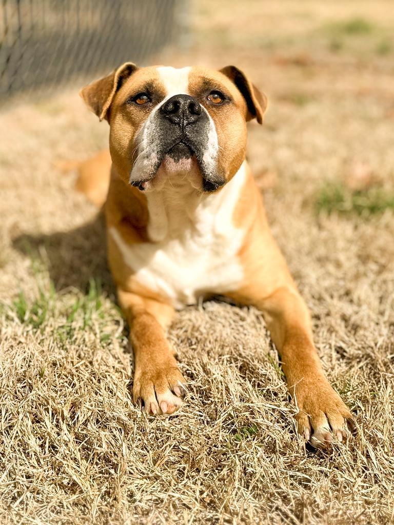 Enlarge Hercules, a Adoptable mixed breed in Springfield, TN image 4/6