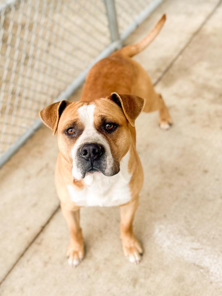 Enlarge Hercules, a Adoptable mixed breed in Springfield, TN image 5/6