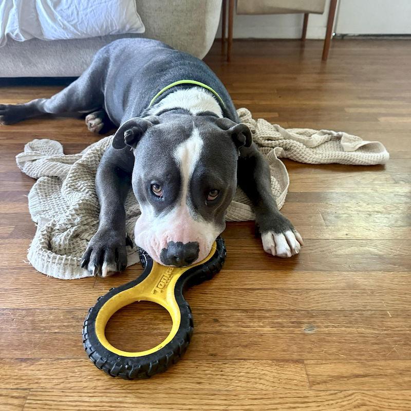 Enlarge Benny, a Adoptable American Staffordshire Terrier in San Juan Capistrano, CA image 1/3