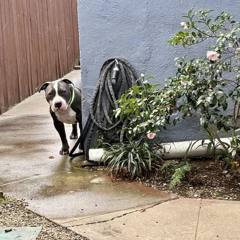 Enlarge Benny, a Adoptable American Staffordshire Terrier in San Juan Capistrano, CA image 2/3