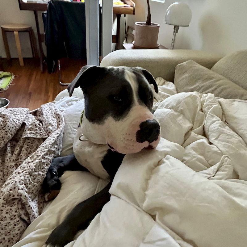 Enlarge Benny, a Adoptable American Staffordshire Terrier in San Juan Capistrano, CA image 3/3