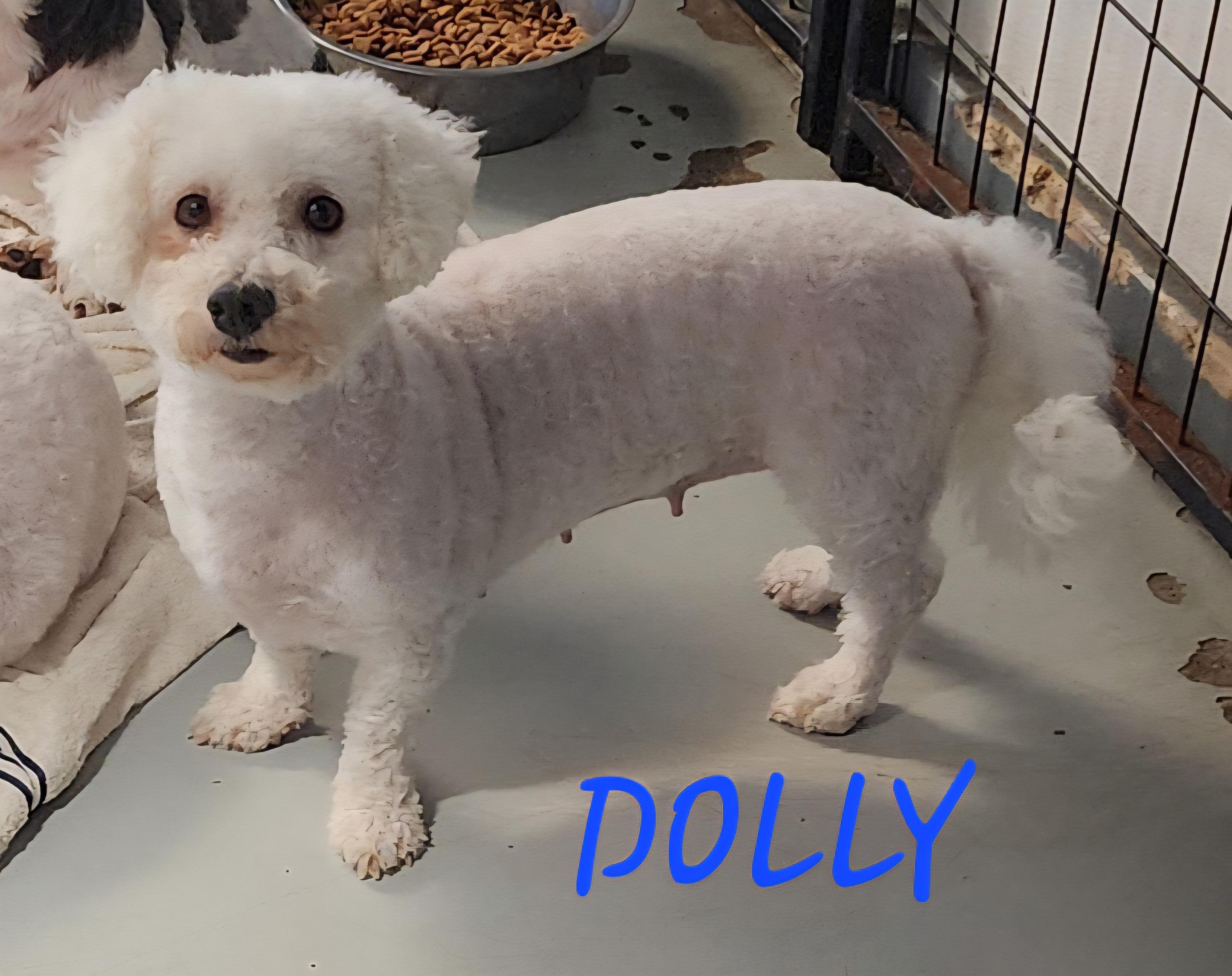 Dolly