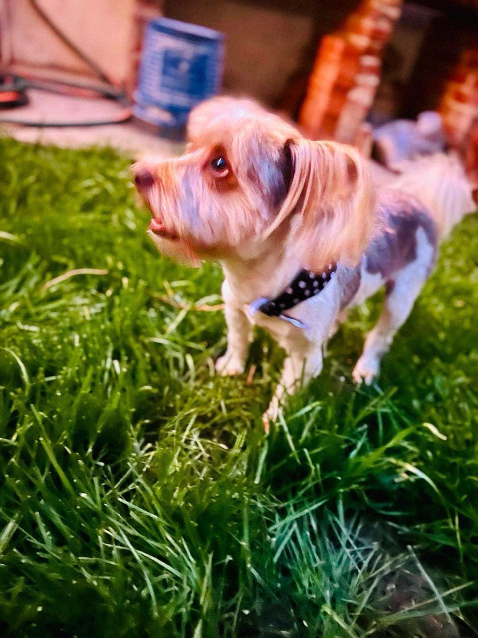 Thor, a Adoptable mixed breed in Rancho Santa Fe, CA image 4/5