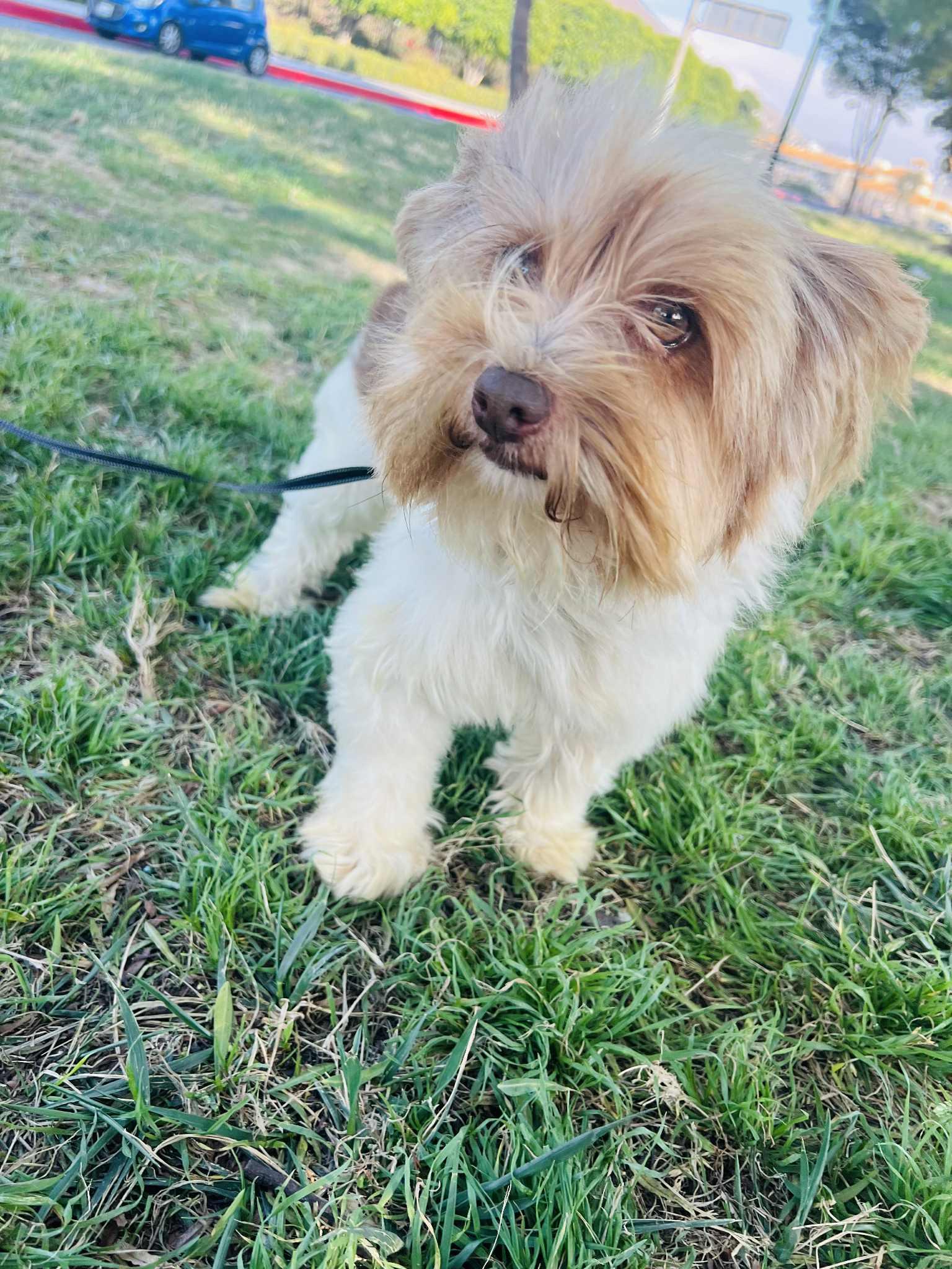 Thor, a Adoptable mixed breed in Rancho Santa Fe, CA image 3/5