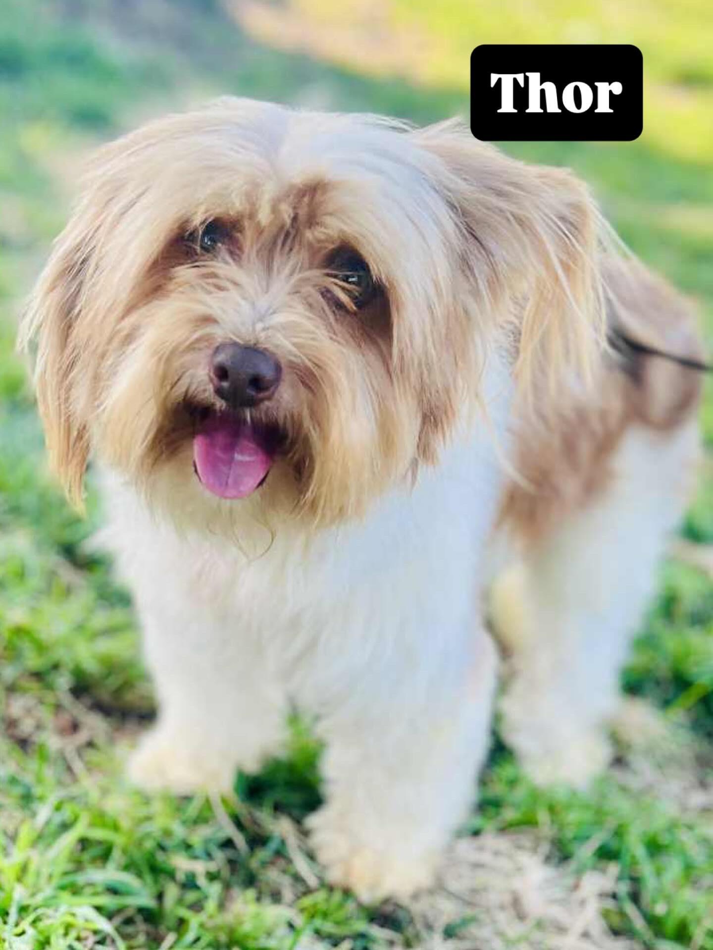 Thor, a Adoptable mixed breed in Rancho Santa Fe, CA image 1/5