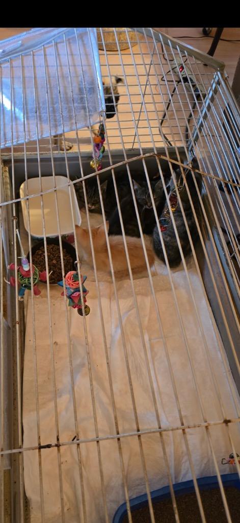 Enlarge Peppermint, a Adoptable mixed breed in Erwin, TN image 1/4