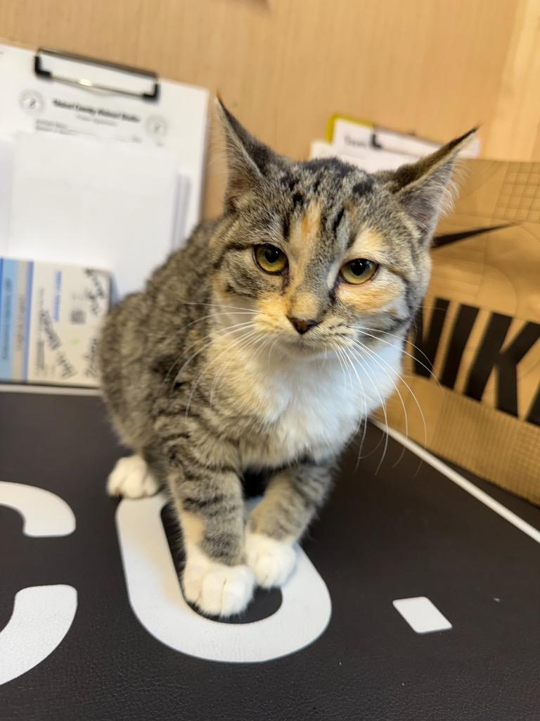 Enlarge Peppermint, a Adoptable mixed breed in Erwin, TN image 2/4