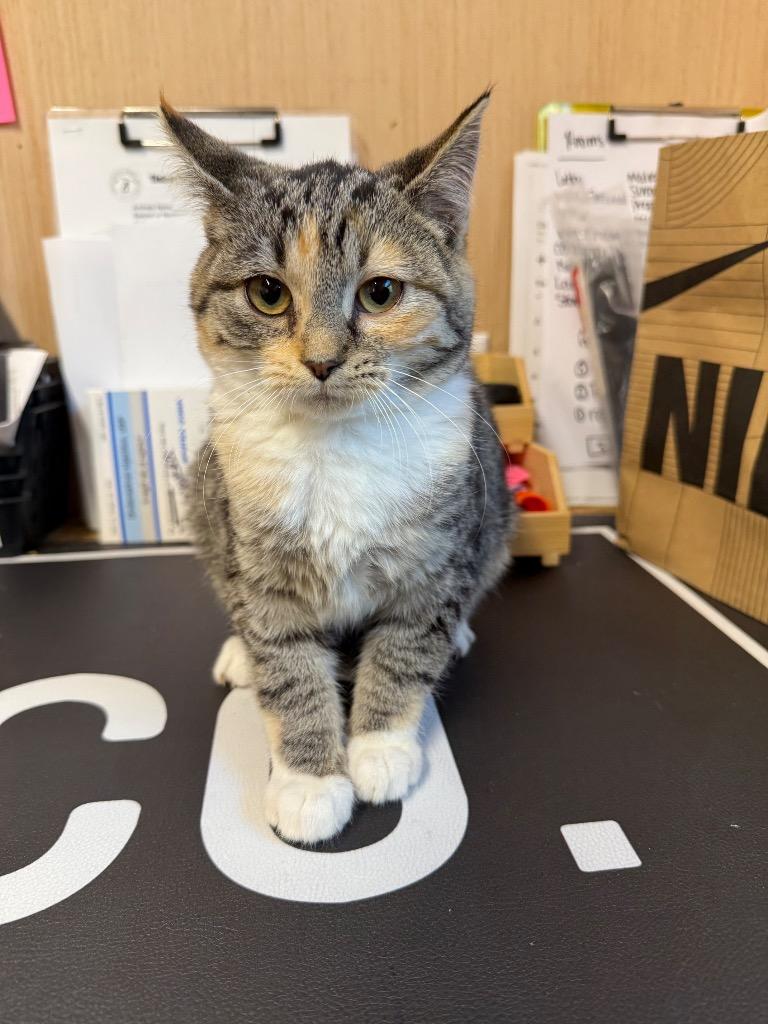 Enlarge Peppermint, a Adoptable mixed breed in Erwin, TN image 3/4