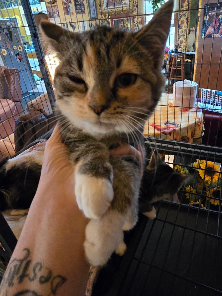 Enlarge Peppermint, a Adoptable mixed breed in Erwin, TN image 4/4