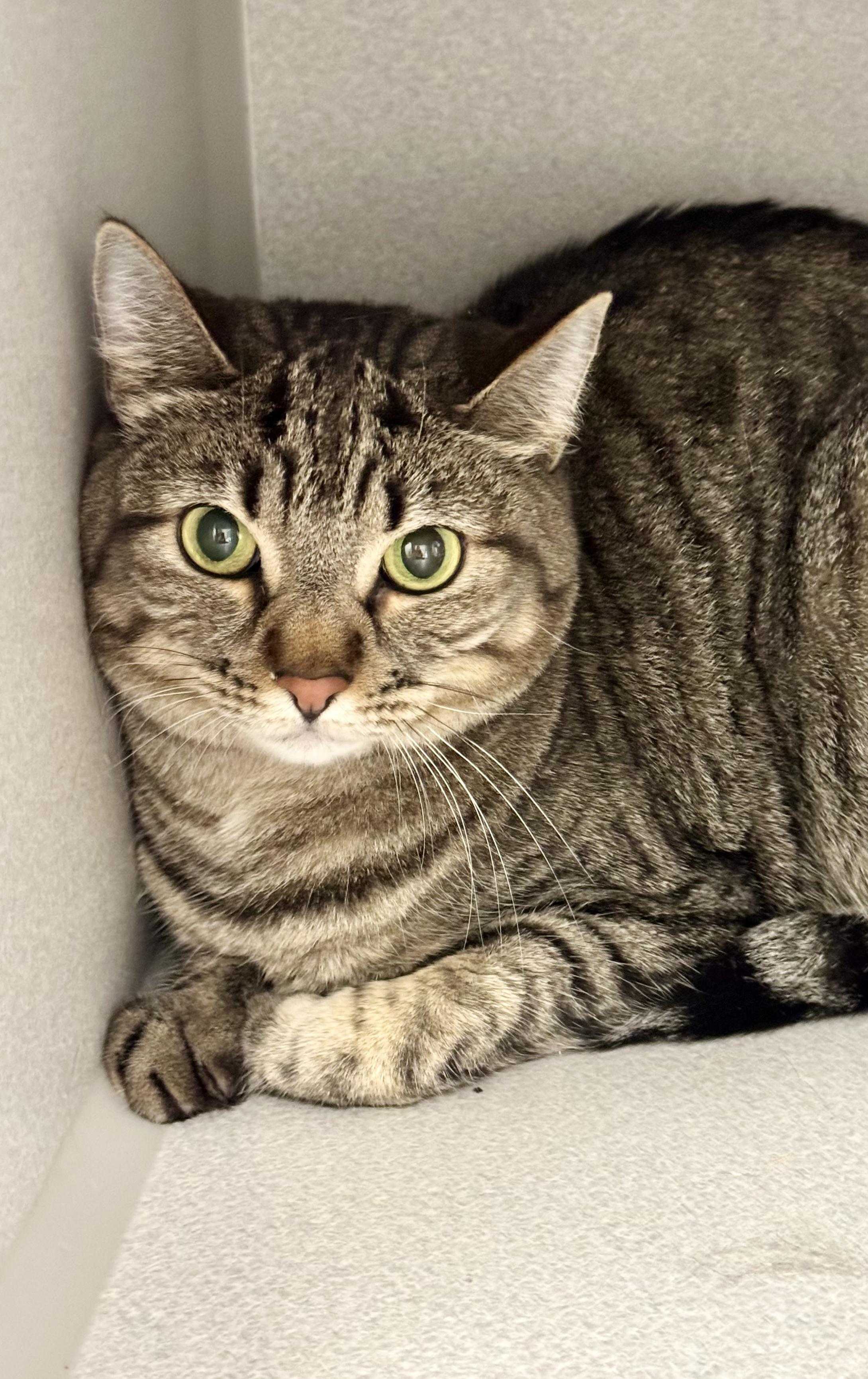 Enlarge -Luke, a ADOPTABLE mixed breed in Red Bluff, CA image 6/6