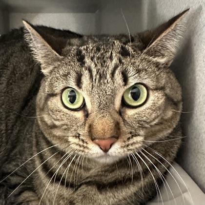 Enlarge -Luke, a ADOPTABLE mixed breed in Red Bluff, CA image 4/6