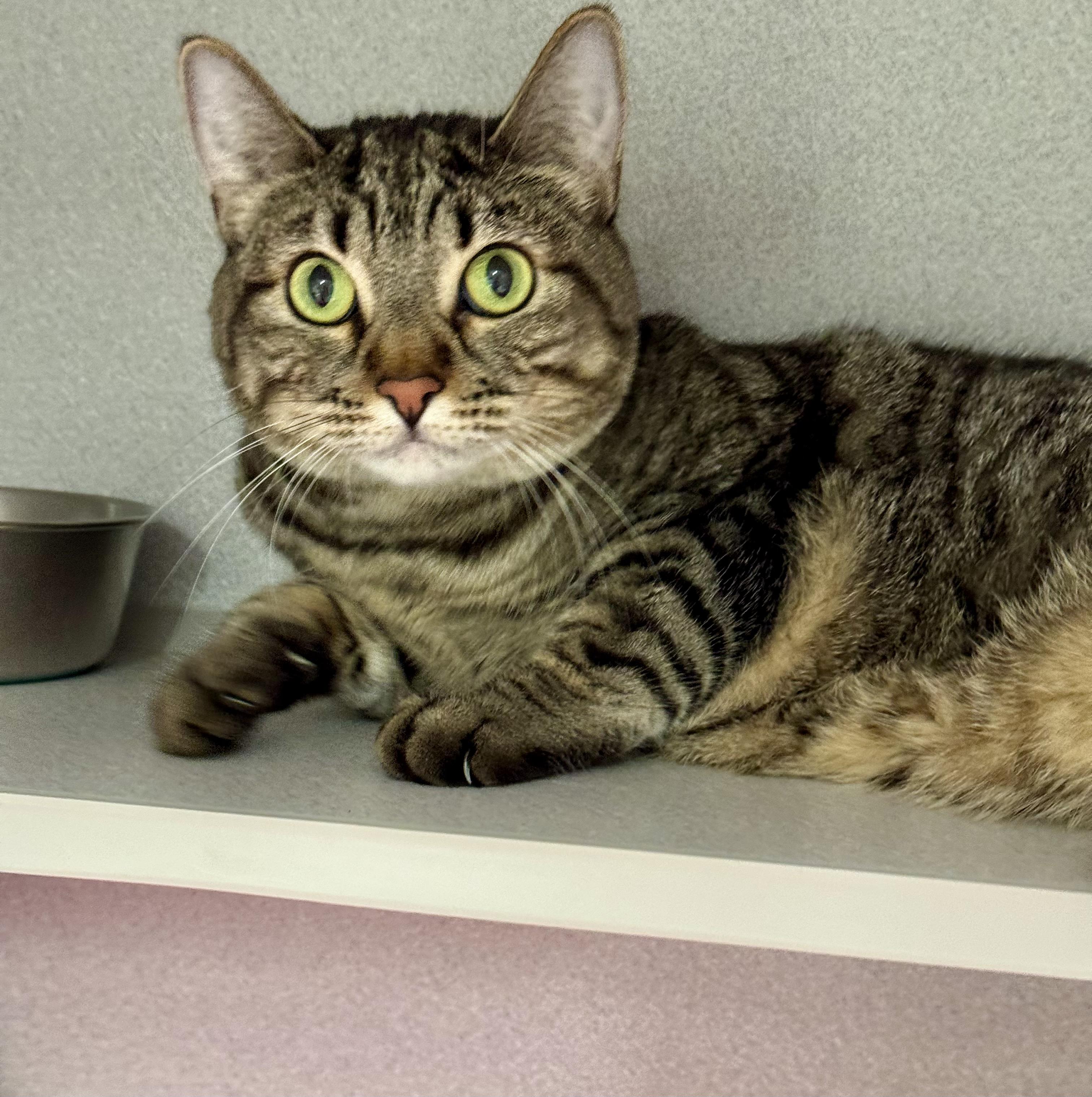 -Luke, ADOPTABLE, Young Male Tabby & Domestic Short Hair.