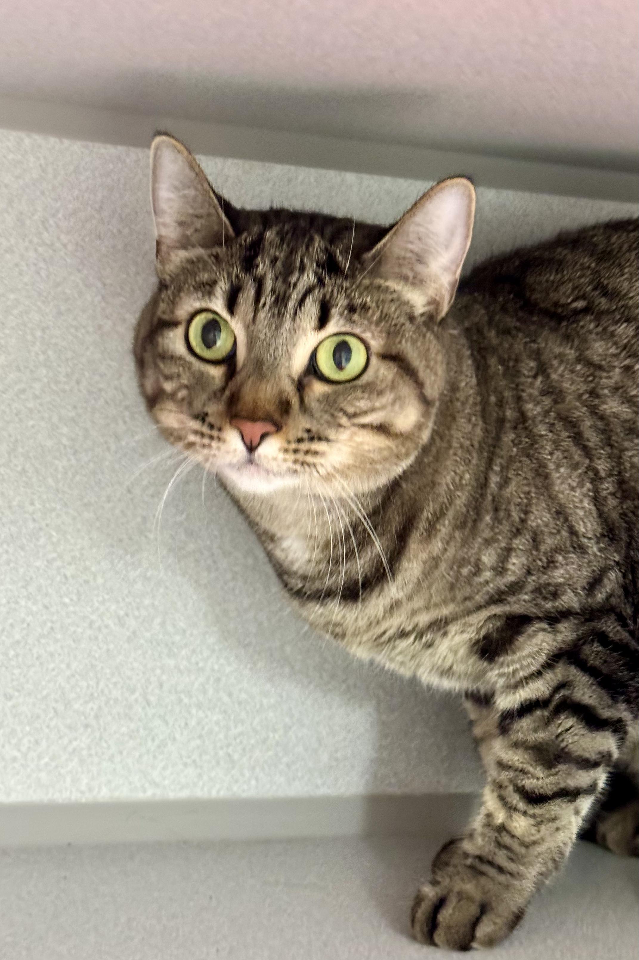 Enlarge -Luke, a ADOPTABLE mixed breed in Red Bluff, CA image 5/6