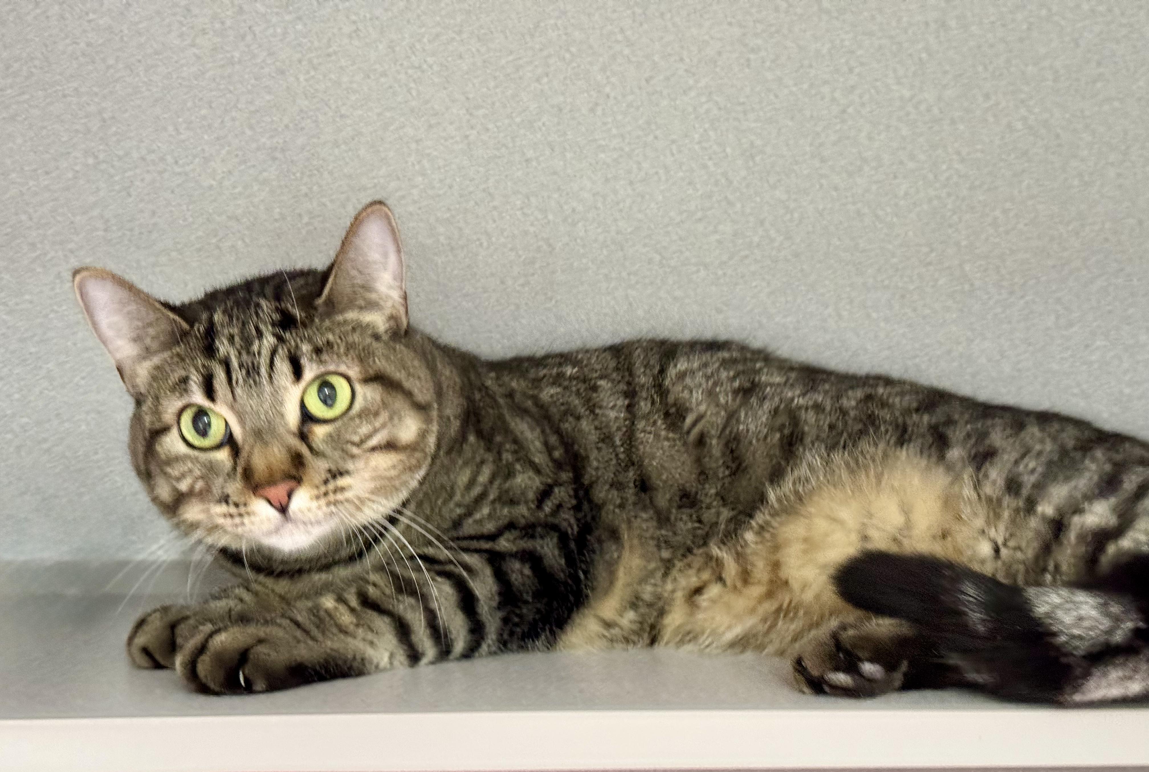 Enlarge -Luke, a ADOPTABLE mixed breed in Red Bluff, CA image 2/6