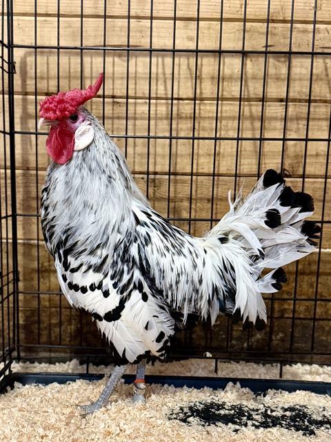 Enlarge ROMAINE, a Adoptable Chicken in Methuen, MA image 1/1