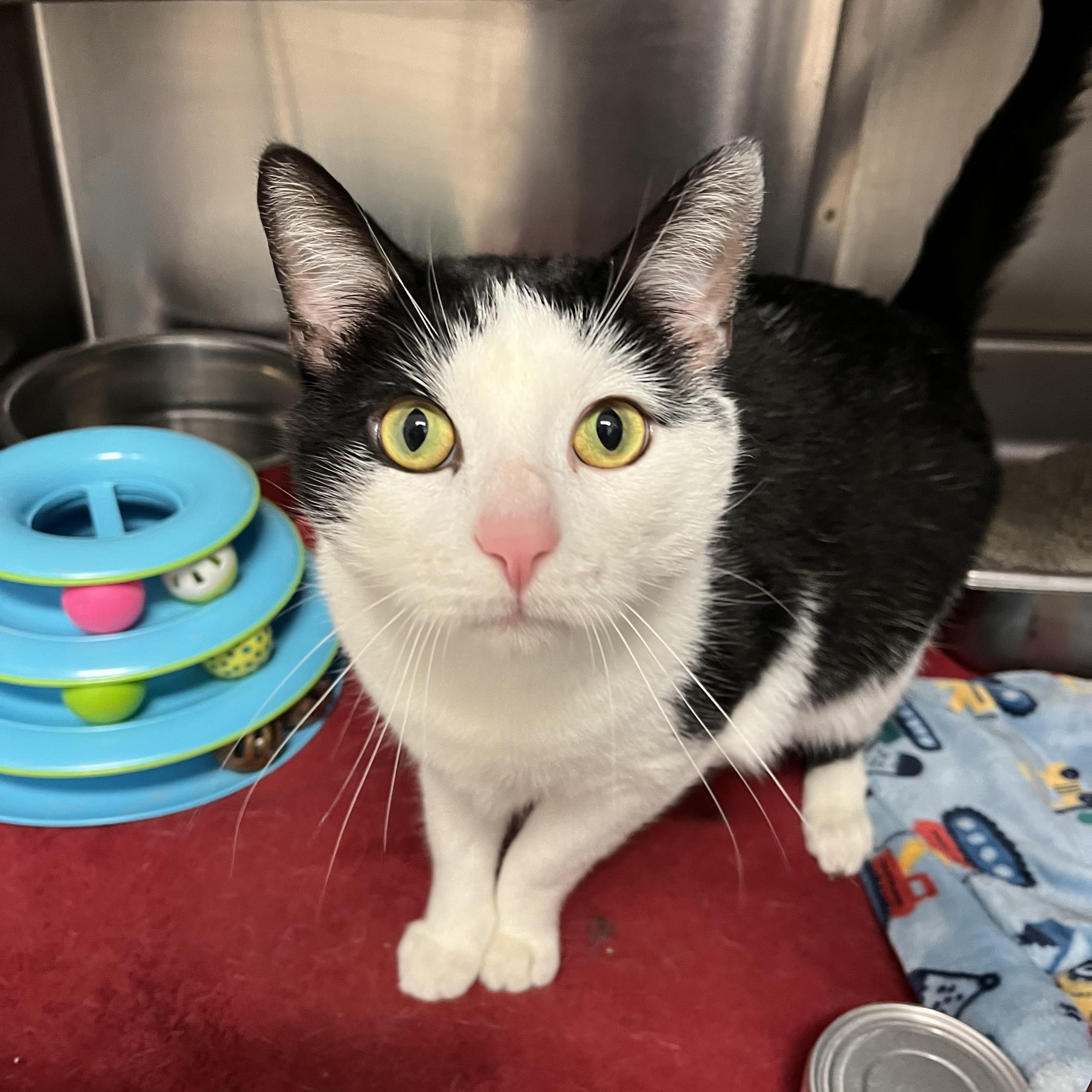 Figaro, Adoptable, Adult Male Domestic Short Hair.