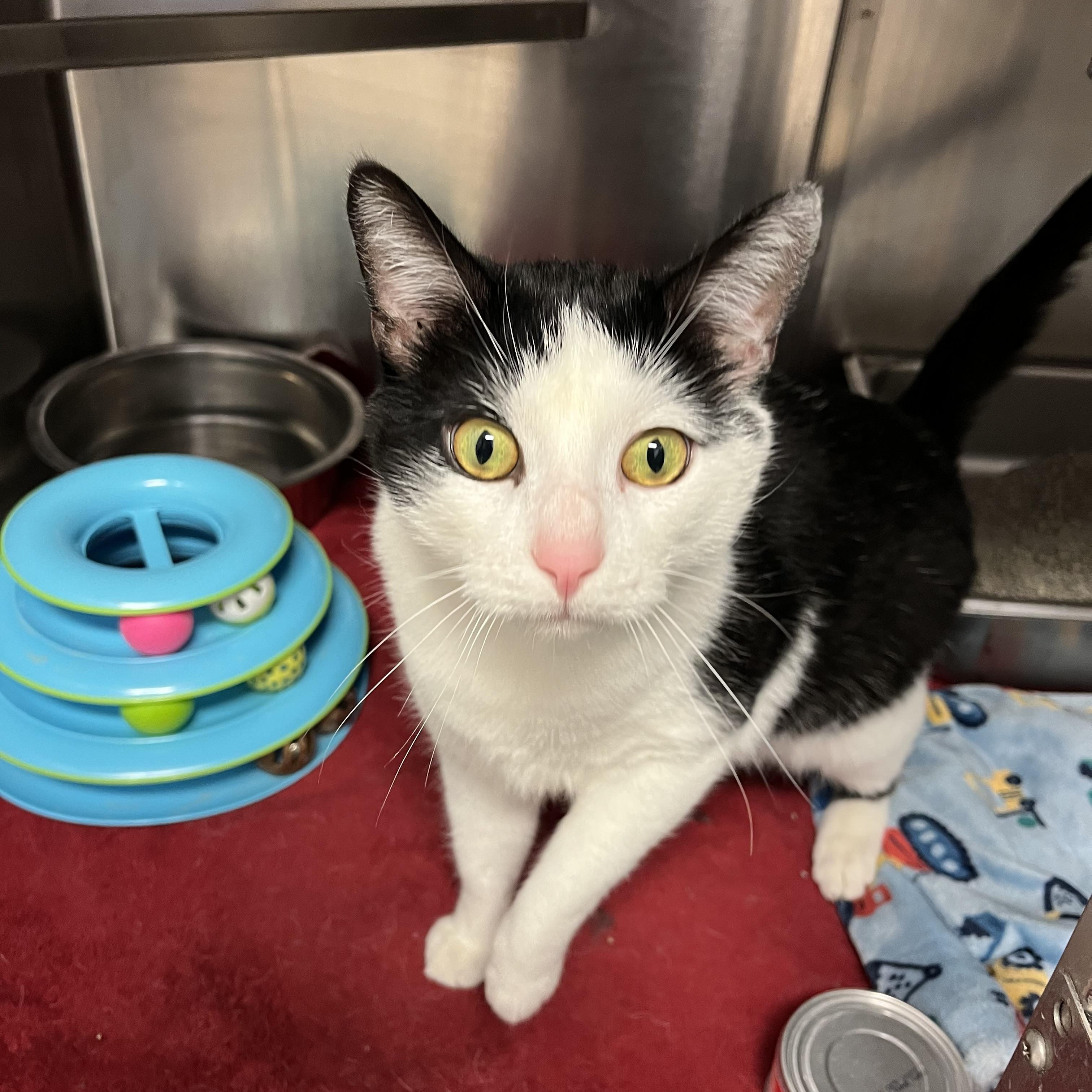 Enlarge Figaro, an adopted Domestic Short Hair in Loudon, TN image 3/3