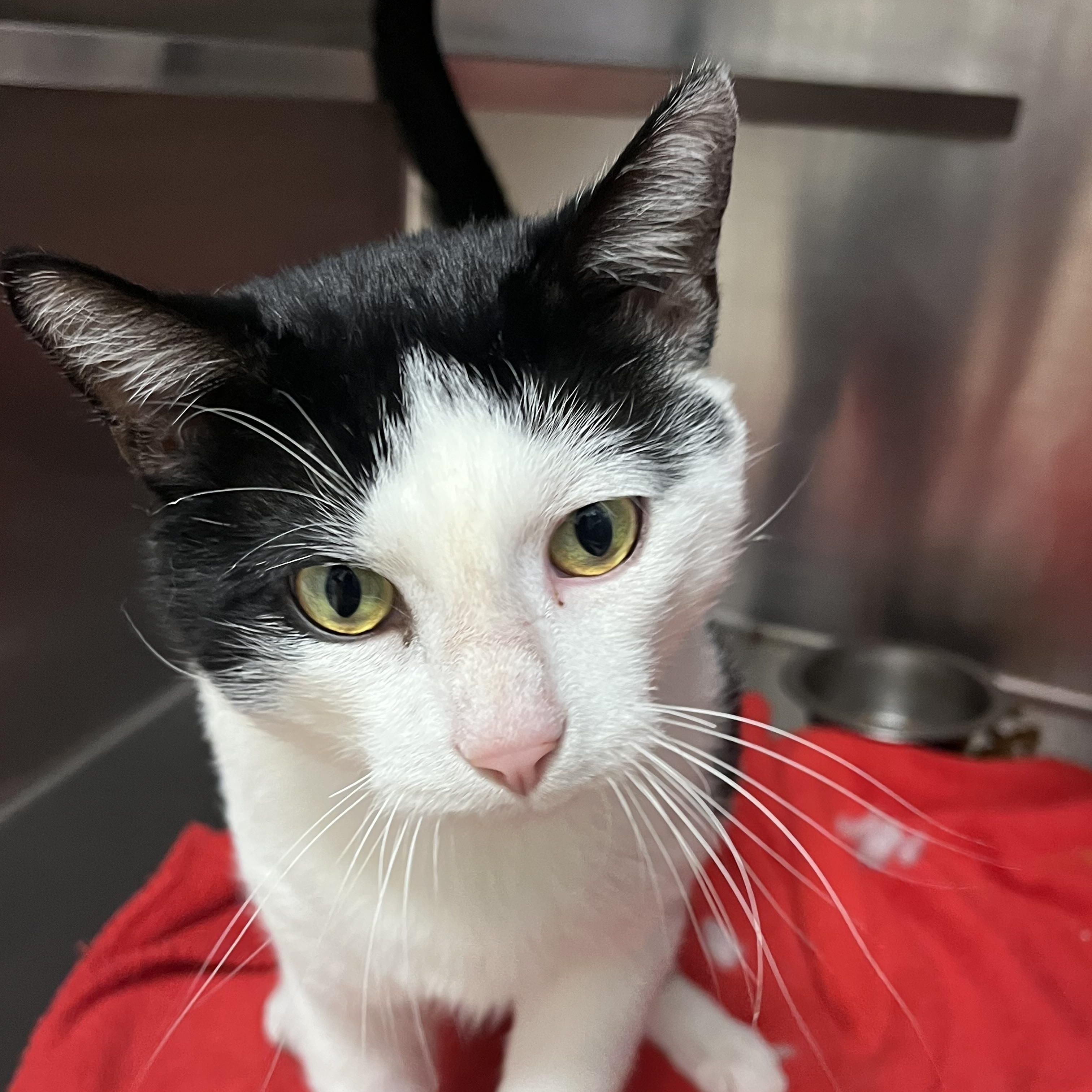 Figaro, Adoptable, Adult Male Domestic Short Hair.