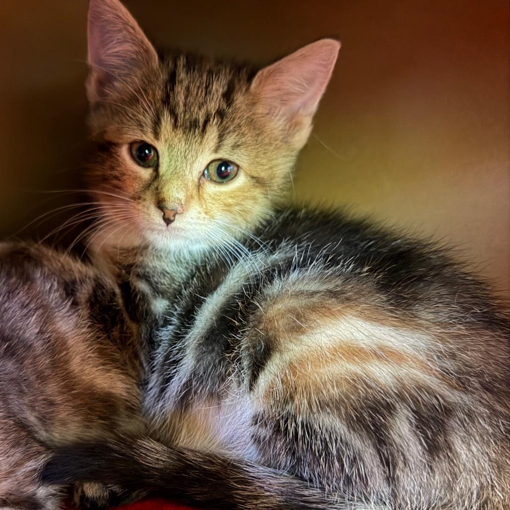Fig, Adoptable, Kitten Female Domestic Short Hair.