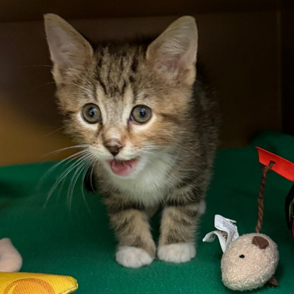 Enlarge Fig, a Adoptable Domestic Short Hair in Middlebury, VT image 2/3