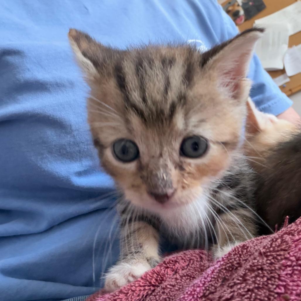 Enlarge Fig, a Adoptable Domestic Short Hair in Middlebury, VT image 3/3