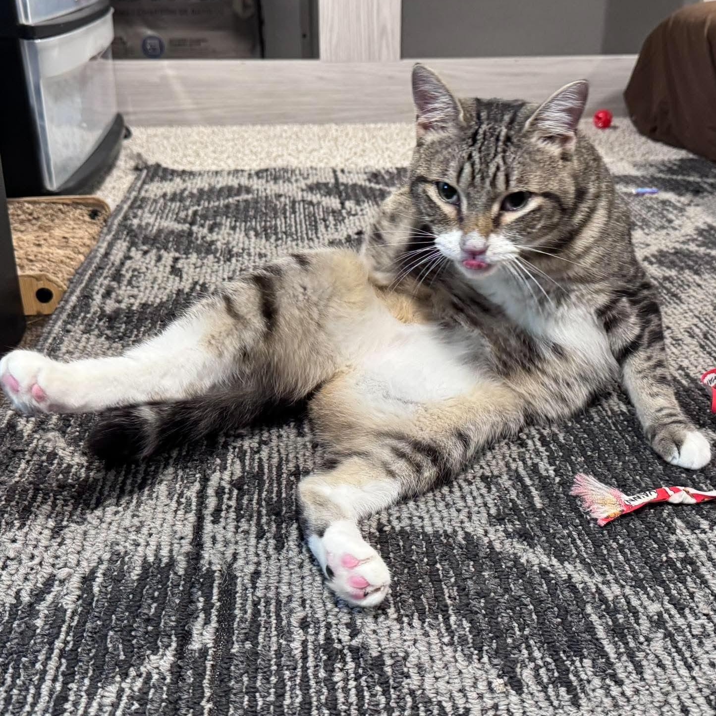Enlarge RONNY, a Adoptable Domestic Short Hair in Campbell River, BC image 4/6