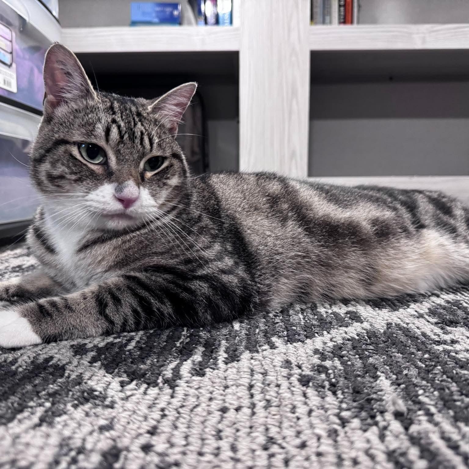 Enlarge RONNY, a Adoptable Domestic Short Hair in Campbell River, BC image 3/6