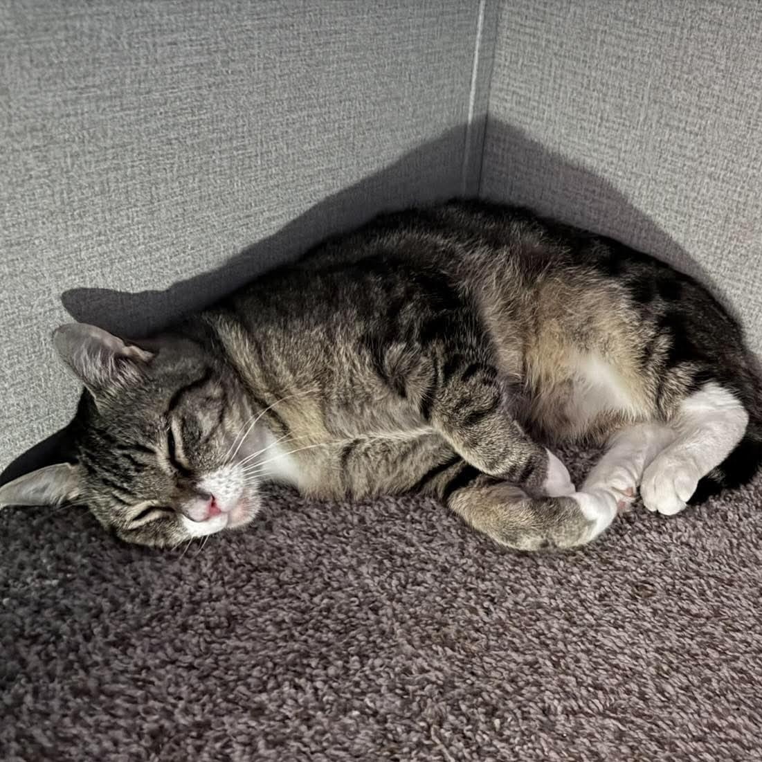 Enlarge RONNY, a Adoptable Domestic Short Hair in Campbell River, BC image 6/6