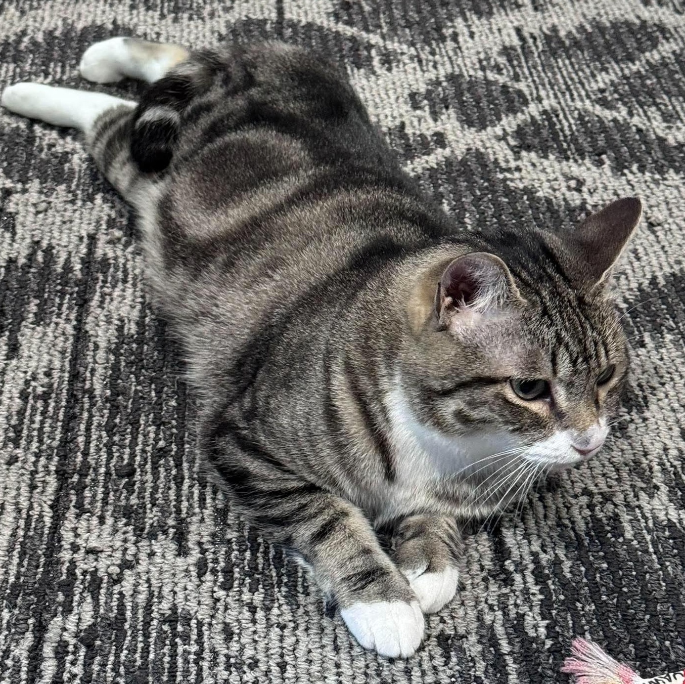 Enlarge RONNY, a Adoptable Domestic Short Hair in Campbell River, BC image 2/6