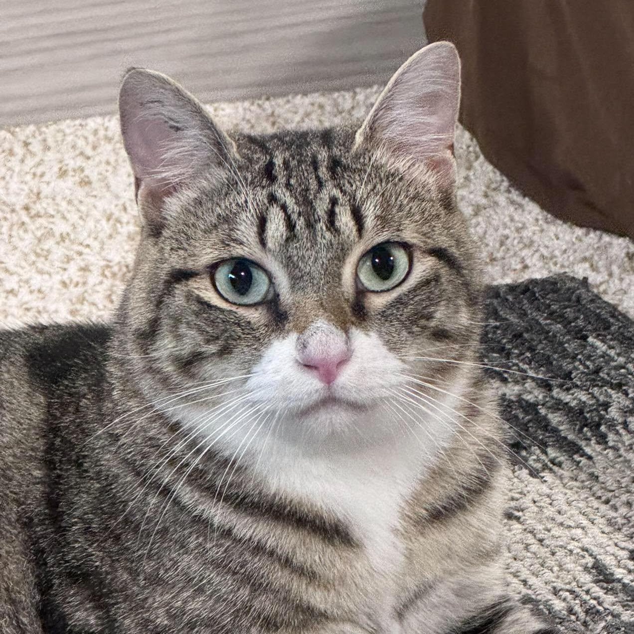 RONNY, Adoptable, Young Male Domestic Short Hair.