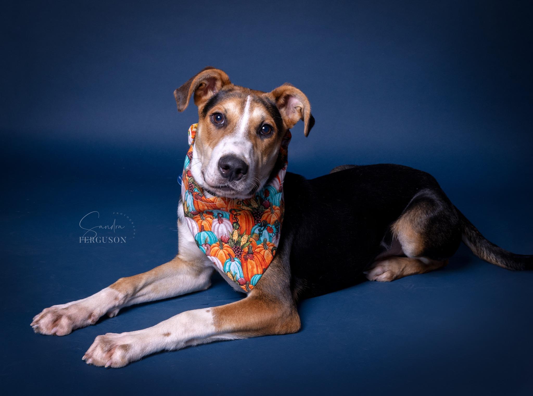 Brewster thumbnail 3