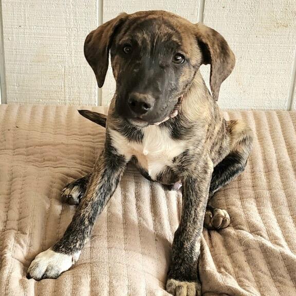 Donny, Adoptable, Young Male Hound.
