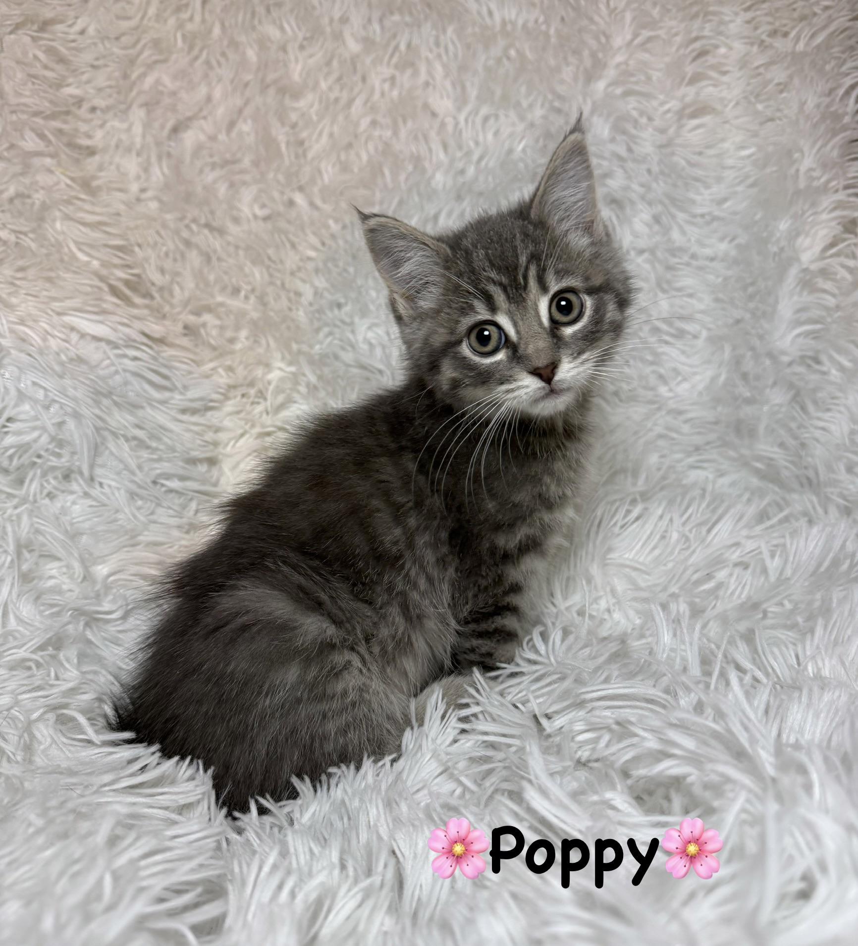 Enlarge Poppy, a ADOPTABLE Tabby in Copley, OH image 2/2