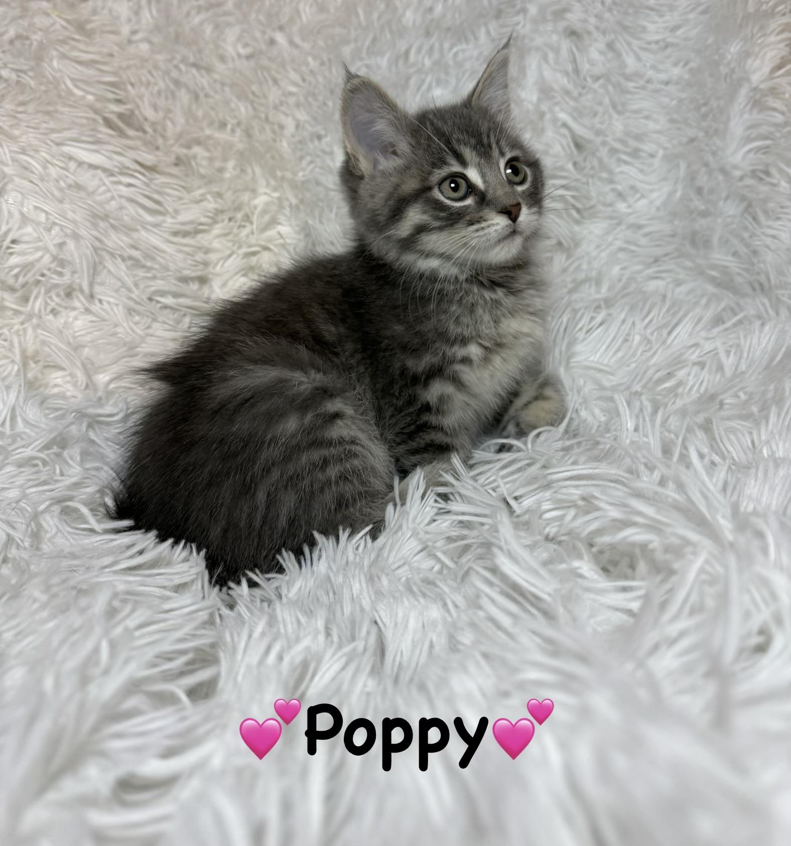 Enlarge Poppy, a ADOPTABLE Tabby in Copley, OH image 1/2