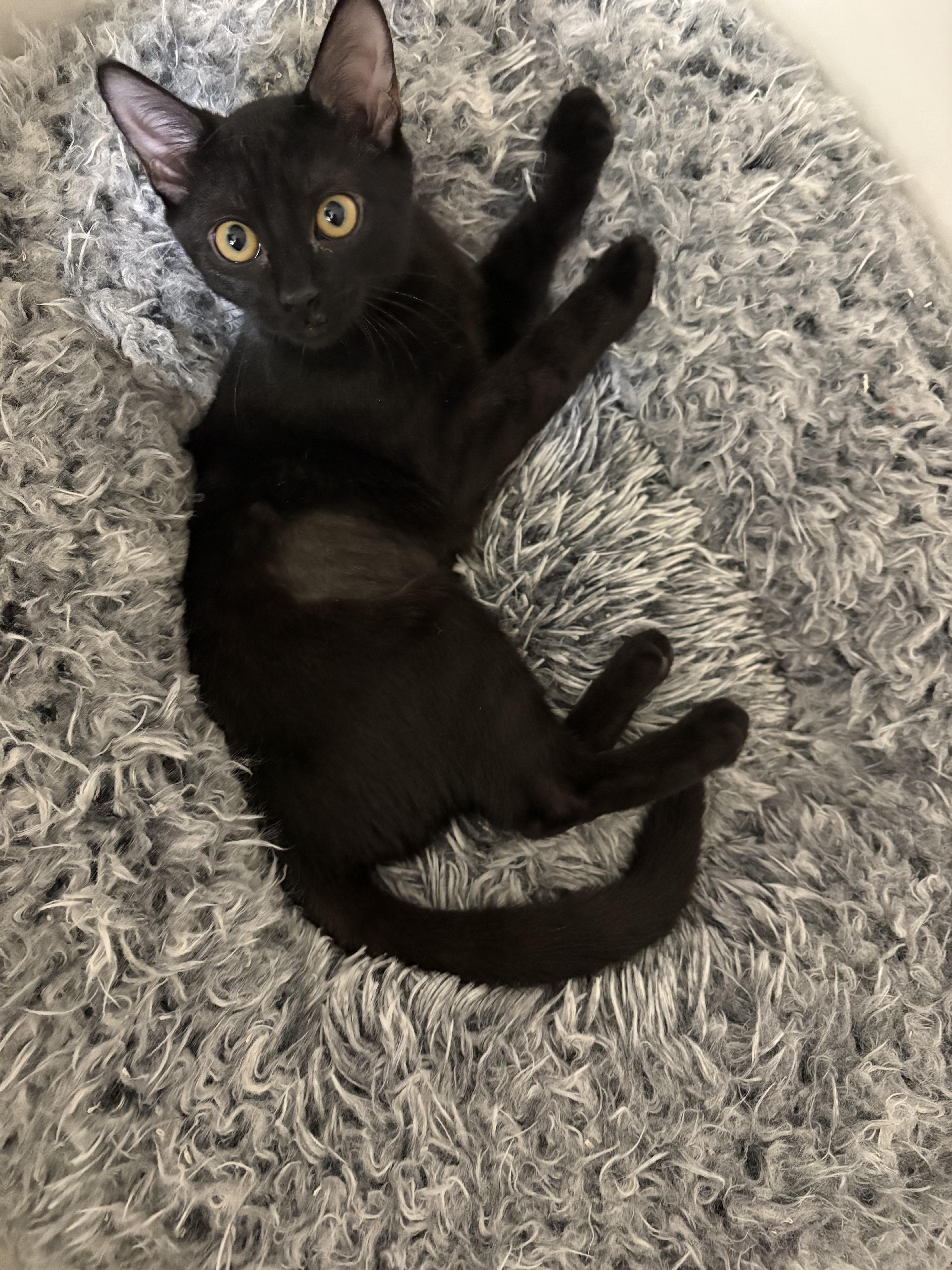 Enlarge Sadie, a ADOPTABLE Domestic Short Hair in Malden, MA image 2/2